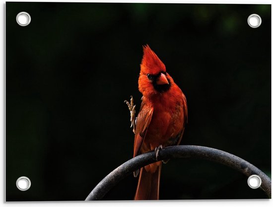 Tuinposter - Oranje Vogel met Kuif op Tak - Foto op Tuinposter (wanddecoratie voor buiten en binnen)