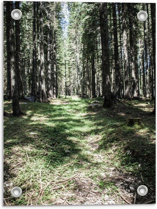 Tuinposter – Zonnig Bospaadje - 30x40cm Foto op Tuinposter  (wanddecoratie voor buiten en binnen)