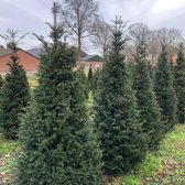 Taxus Baccata in kegelvorm met draadkluit maat 160-180 cm - buitenplant