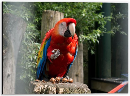 Dibond - Papegaai op een Poot - 40x30cm Foto op Aluminium (Wanddecoratie van metaal)