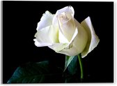 Acrylglas - Witte Roos met Zwarte Achtergrond - 40x30cm Foto op Acrylglas (Wanddecoratie op Acrylglas)