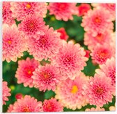 Forex - Roze Bloementjes met Groene Achtergrond - 50x50cm Foto op Forex