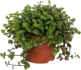 WL Plants - Callisia Turtle - Schildpadplant - Kruipende Duimplant - Hangplant - Hangplanten voor binnen - Succulent - Vetplant - Gemakkelijk te verzorgen - Diervriendelijk - ± 25c