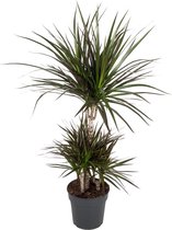 Dracaena Marginata Magenta 100 cm