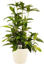 Kamerplant van Botanicly – Drakenboom incl. crème kleurig sierpot als set – Hoogte: 60 cm – Dracaena surculosa