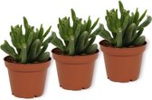 Set van 3 Vetplanten - Crassula Horn Tree - ± 13cm hoog - 7cm diameter