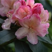 Rhododendron Percy wiseman Totaalhoogte 60-70 cm