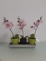 Kunstorchidee met een onderzetter- 3 stuks