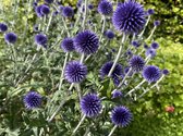 8 x Echinops ritro 'Veitch's Blue', kogeldistel, vlinderplant, 8 cm plug