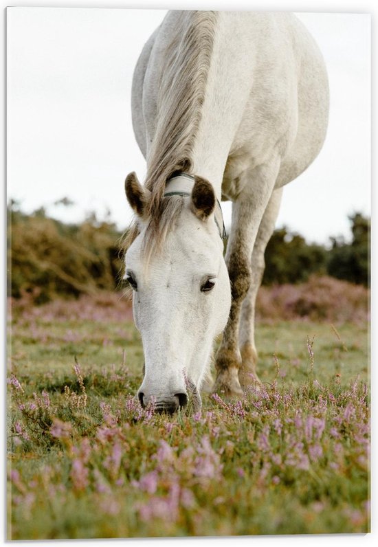 Acrylglas - Wit Paard in de Wei - 40x60cm Foto op Acrylglas (Met Ophangsysteem)