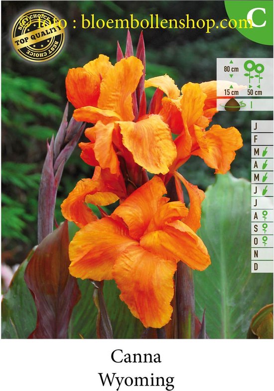 2 KNOLLEN CANNA WYOMING bol