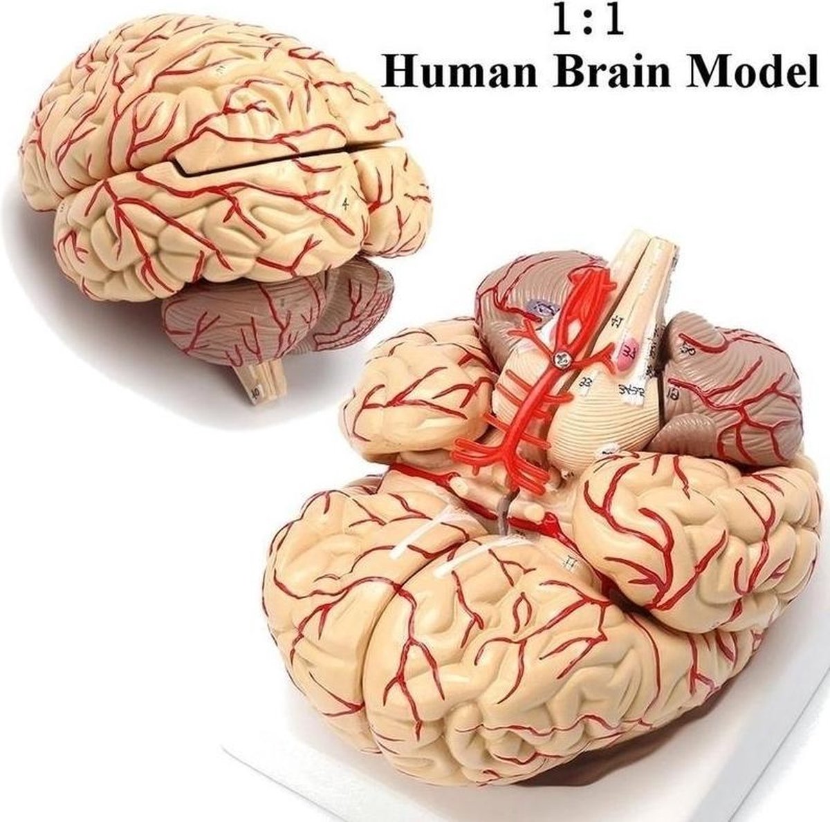 Junlinto Outil denseignement médical danatomie de modèle de Cerveau Humain Anatomique démonté 
