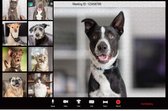 Videobellende honden | Videobellen | Honden - Moeilijke Puzzel 1000 stukjes