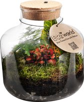 Ecosysteem plant met lamp - Ecoworld Tropical Biosphere - Plant in fles - 3 Gekleurde Kamerplanten - Basic Glas - Ø 22 cm - Hoogte 23 cm