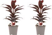 Kamerplanten van Botanicly – 2 × Cordyline Fruticosa Mambo – Hoogte: 40 cm