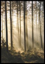 Poster Misty Day - 50x70 cm - Natuur Poster - WALLLL