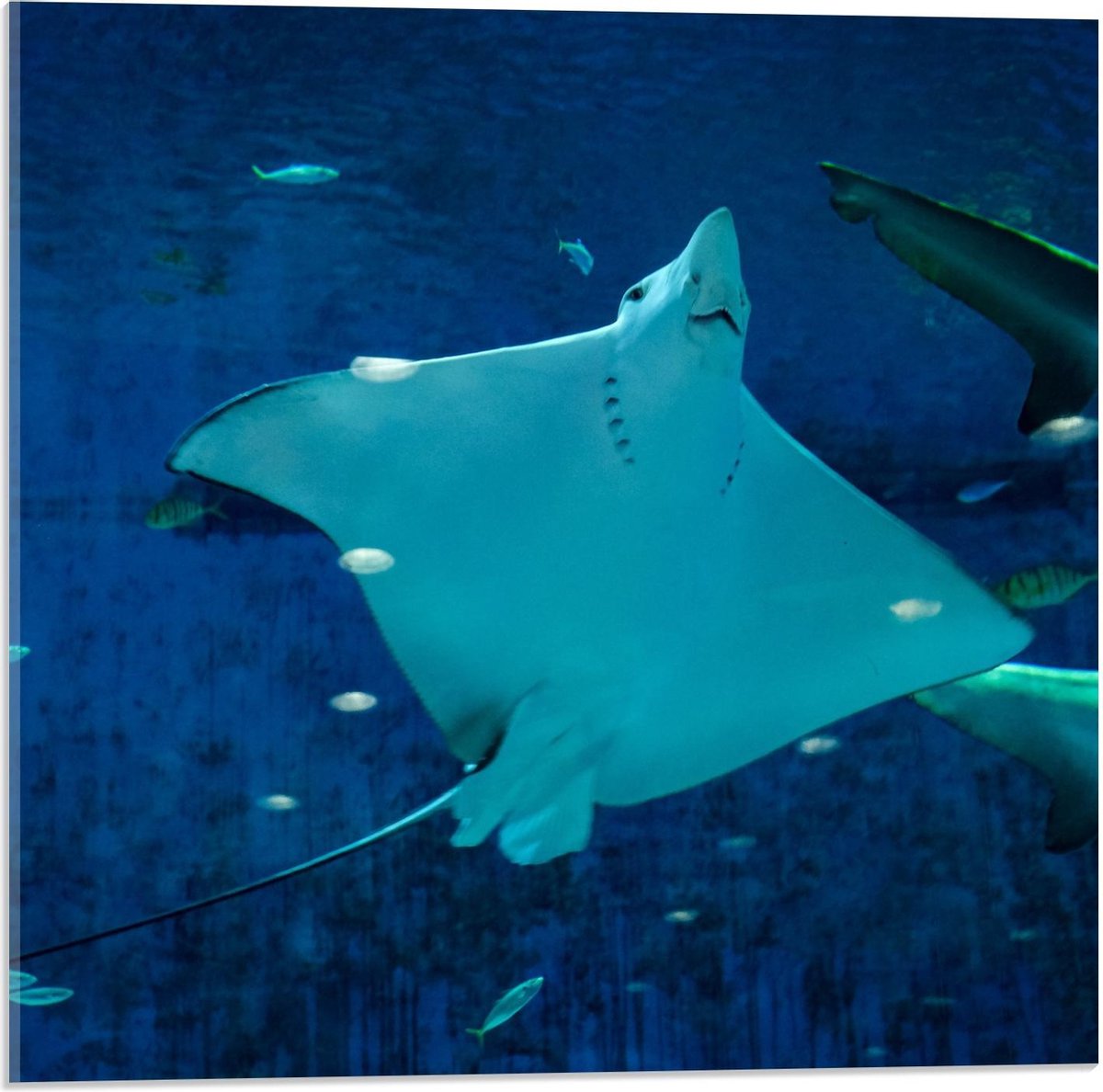 Acrylglas - Rog in Aquarium - 50x50cm Foto op Acrylglas (Wanddecoratie op Acrylglas)