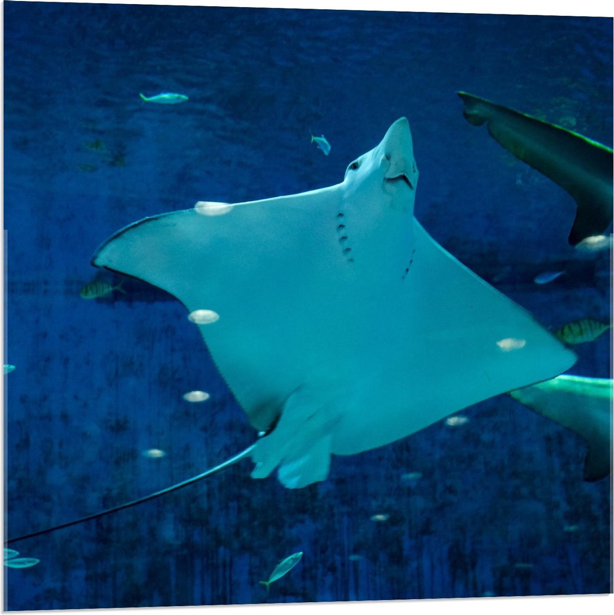 Acrylglas - Rog in Aquarium - 80x80cm Foto op Acrylglas (Met Ophangsysteem)