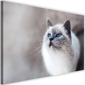 Schilderij Siberische kat, 2 maten, grijs (wanddecoratie)