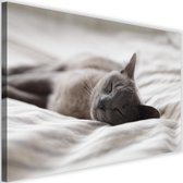 Schilderij - Slaperige kat, 2 maten, grijs (wanddecoratie)