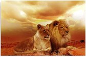 Schilderij - Leeuw en leeuwin. Liefde voor altijd