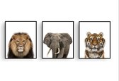 Poster Set 3 Jungle / Safari Leeuw Olifant Tijger - 30x21cm/A4 - Baby / Kinderkamer - Dieren Poster - Muurdecoratie