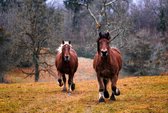 Paarden in de Natuur - Puzzel 252 Stukjes | Dieren - Paard - Natuur