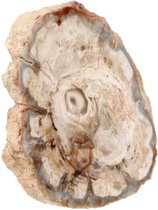 Versteend houten schijf Madagaskar 60-100 gram