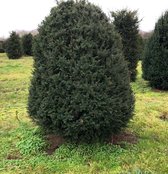 Taxus Baccata in bijenkorfvorm - 225 cm hoog