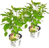 Hortensia Wit | Hydrangea arbo. 'Strong Annabelle'® per 2 stuks - Buitenplant ⌀19 cm - ↕45-55 cm
