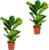 Ficus Lyrata 'Bambino' | Vioolbladplant per 2 stuks - Kamerplant in kwekerspot ⌀17 cm - ↕65 cm