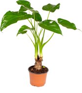 Olifantsoor - Alocasia 'Cucullata' op stam  - Pot 12 cm - Hoogte 50 cm