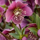 12 x Helleborus purpurascens - Nieskruid in 9x9cm pot met hoogte 5-10cm