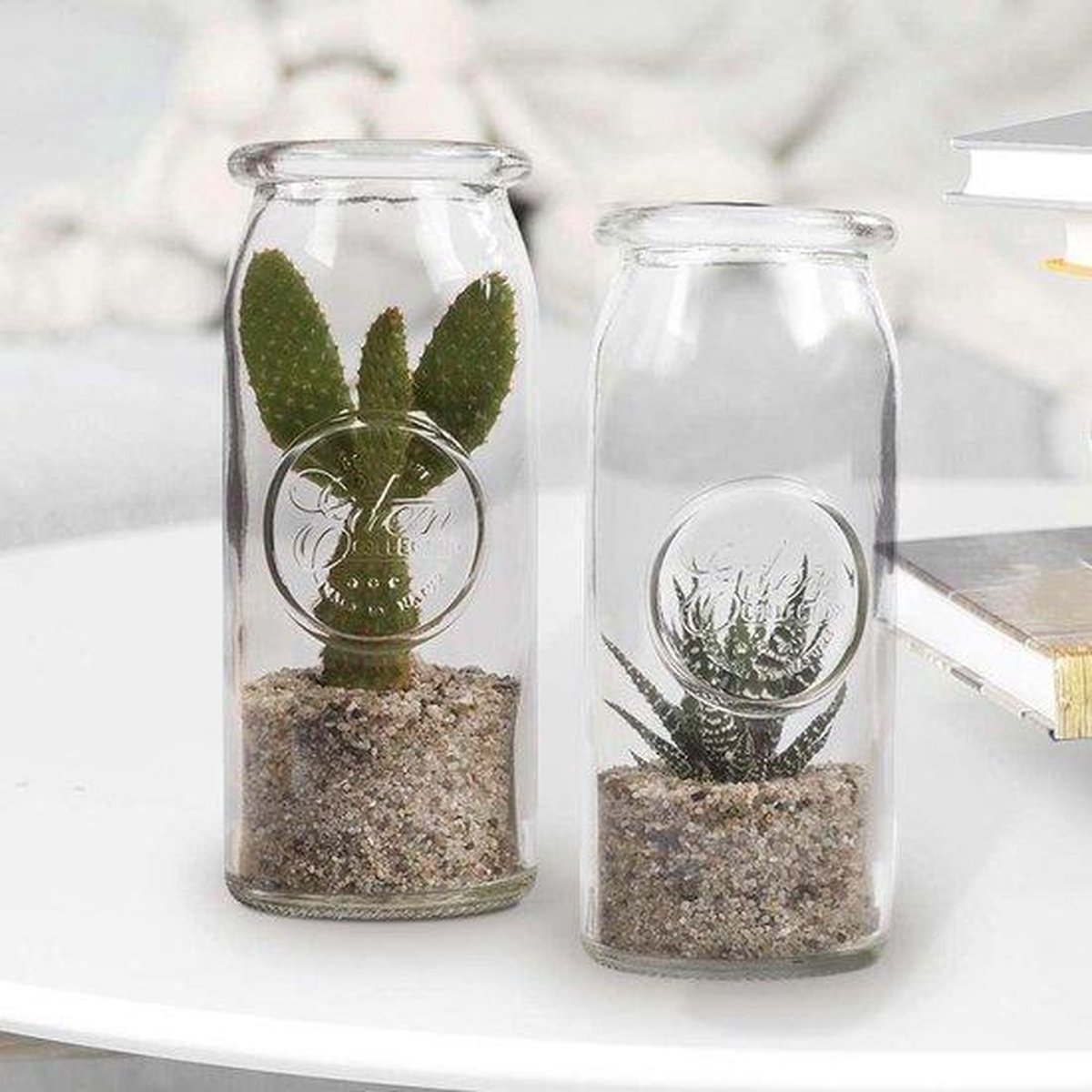 Planten in glas - Opuntia cactussen in eigen glazen Biotooptje -  Kamerplanten in fles... | bol.com