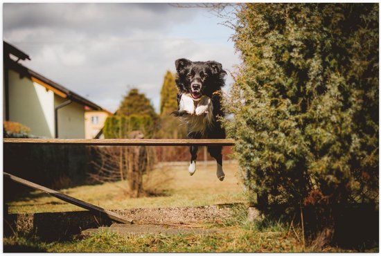 Poster – Springende Hond - 120x80cm Foto op Posterpapier