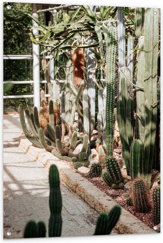 Tuinposter – Cactussen pad  - 80x120cm Foto op Tuinposter  (wanddecoratie voor buiten en binnen)