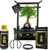 vdvelde.com Torri Geschenkset - Bonsai starters kit - 8 jaar oud - 26 x 15 x 34 cm inclusief Complete Bonsai kit: Bonsai schaar, Bonsai boek, Bonsai pot en Bonsai voeding