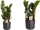 Combi 1 x Zamio Zenzi 1 x Zamio Culcas met Elho B.for soft antracite