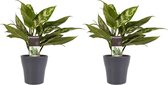 Duo 2 x Aglaonema Maria met Anna grey