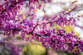 Judas boom - Cercis siliquastrum | Omtrek: 10-14 cm | Hoogte: 300 cm