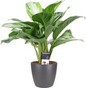 Decorum Aglaonema - Kamerplant - Silver Bay - met Gratis Elho Sierpot antraciet