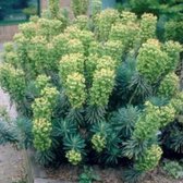 6 x - Euphorbia characias WOLFSMELK P9 Pot (9 x 9cm)