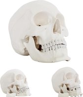 Het menselijk lichaam - anatomie model schedel met open onderkaak