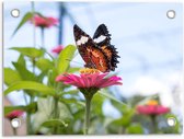 Tuinposter – Vlinder op Roze Bloem - 40x30cm Foto op Tuinposter  (wanddecoratie voor buiten en binnen)