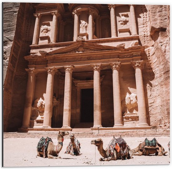 Dibond - Kamelen bij Petra - Jordanië - 50x50cm Foto op Aluminium (Met Ophangsysteem)