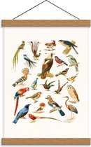 Schoolplaat – Getekende Vogelsoorten - 30x40cm Foto op Textielposter (Wanddecoratie op Schoolplaat)