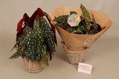 Groene plant - Blad Begonia - Maculata- Stippenplant - ⌀17 cm - Hoogte ↕40cm - Inclusief siermand - Vers uit eigen kwekerij!