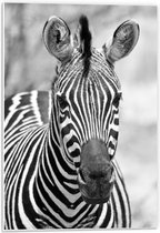 Forex - Voorkant Zebra Zwart - Wit - 40x60cm Foto op Forex