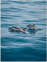 Poster – Twee Dolfijnen Zwemmend in Zee - 30x40cm Foto op Posterpapier