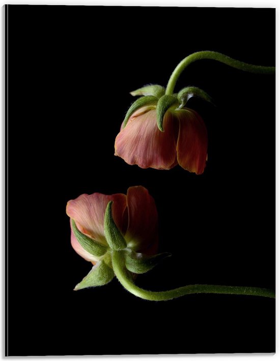 Dibond - Twee Hangende Bloemen met Zwarte Achtergrond - 30x40cm Foto op Aluminium (Wanddecoratie van metaal)